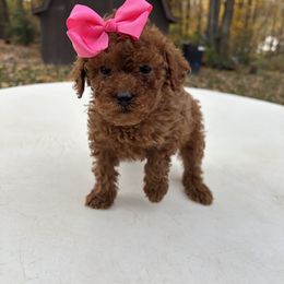 Betsy - Red  female Poodle puppy in Mint Hill, North Carolina from DoodleForever