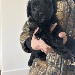 Jasper - Black phantom male Aussiedoodle puppy in Tolar, Texas from Massey Ranch