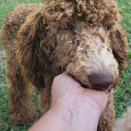 Goldendoodles, Labradoodles, and Poodles from Pee Dee Poodles & Doodles