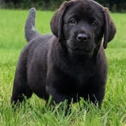 Rachel - Black female Labrador Retriever puppy in Plant City, Florida from BAK Forty Ranch