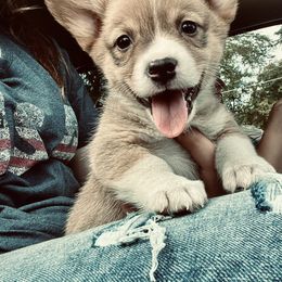 American Corgi and Basset Hound Puppies from High Hopes Hounds
