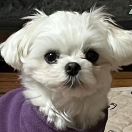 Elsa - Maltese