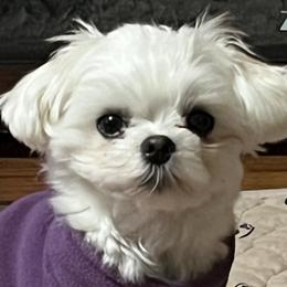 Elsa - Maltese