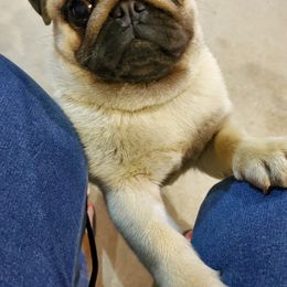 Pug All Grown Up from HOOPLA PUGS