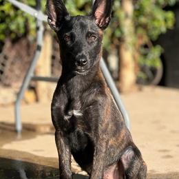 Sandy - Black brindle female Dutch Shepherd puppy in San Jose, California from Brandon's Dutch Shepherds