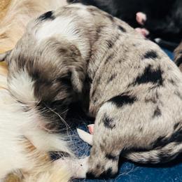 Oakley - Blue merle male Aussiedoodle puppy in Hempstead, Texas from Young Gun Aussies
