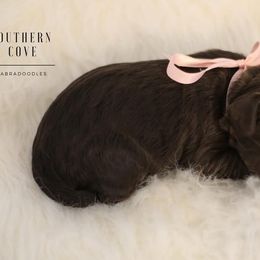 Maizey - Chocolate female Australian Labradoodle puppy in Winter Haven, Florida from Southern Cove Labradoodles