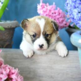 Miss Pink - Red female Pembroke Welsh Corgi puppy in Gig Harbor, Washington from Pacific Northwest Pembroke Welsh Corgis
