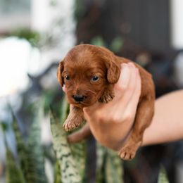 Fuzzy - Red male Cavapoo puppy in Daphne, Alabama from Harper Doodles