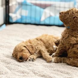 Goldendoodle Puppies from Sunnydoodle Utah