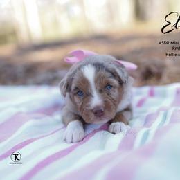 Elle - RMF - Red merle female Miniature Australian Shepherd puppy in Nacogdoches, Texas from TK Standard, Mini, & Toy Aussies