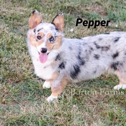 American Corgi All Grown Up from Tori’s Sassy Corgis