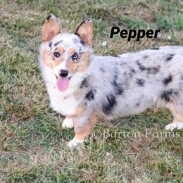American Corgi All Grown Up from Tori’s Sassy Corgis