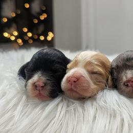 Girl 2 - Black and white female Cockapoo puppy in Salt Lake City, Utah from Utah Cocker Spaniels