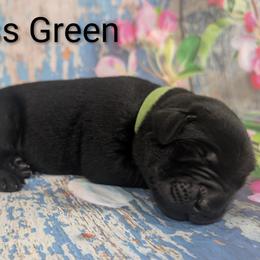 Miss Green - Black female Labrador Retriever puppy in Lebanon, Pennsylvania from Robertson's Retrievers and Doodles