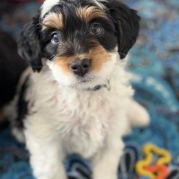 Vesper - Tri-color female Bernedoodle puppy in Henry, Illinois from Rowe Farms Doodles