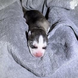 Havana - Black tan and white female Siberian Husky puppy in Avoca, Michigan from Repurposed Paradise Farm