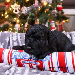Bashful - Sheepadoodle puppy in Bloomfield, New Jersey from C3 Sheepadoodles
