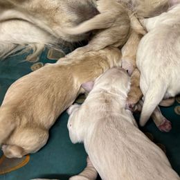 Boy 1 - Golden male Golden Retriever puppy in Tonasket, Washington from Denzil’s Goldens
