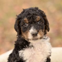 Nicholas - Parti male Poodle puppy in Grimsley, Tennessee from Above Standard Poodles
