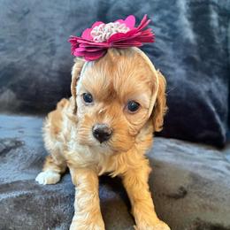 Lil - Red female Cavapoo puppy in Adrian, Oregon from ApplebyFarm