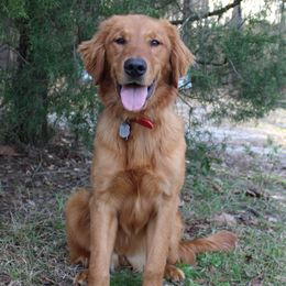 Jazzmin - Golden Retriever