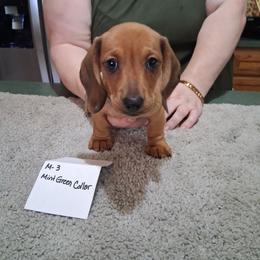A.k.c. Lucy M -3 - Red male Dachshund puppy in Penn Run, Pennsylvania from Shannon’s Dachshunds