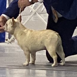 Joy - French Bulldog