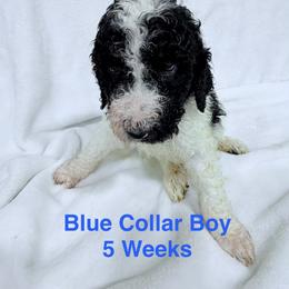 Blue Collar Boy - Parti male Poodle puppy in Shattuck, Oklahoma from Rock Creek Royal Poodles
