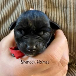 Sherlock Holmes - Black male Miniature Schnauzer puppy in Sedalia, Missouri from Farmer Brown's Puppies