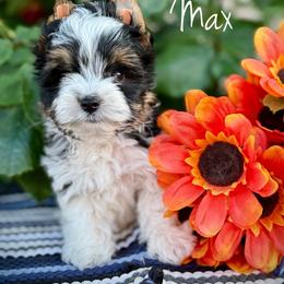 Boy 1 - Black tan and white male Biewer Terrier puppy in Lathrop, California from Forever Charmed