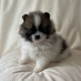 Sable Parti Girl - Orange sable female Pomeranian puppy in Stuart, Virginia from Lil Aussie Posse