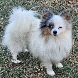 Maisey - Pomeranian