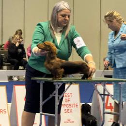 Dachshund Puppies from EntityDachs