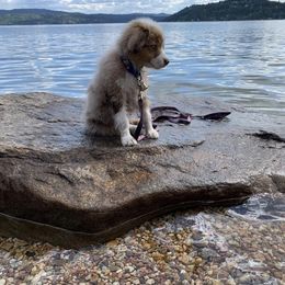 Miniature American Shepherd Puppies from Elite Miniature American Shepherds