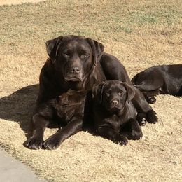 Labrador Retriever Puppies from Tuckwet Labradors
