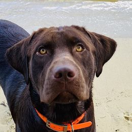 Beau - Labrador Retriever