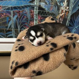 Alaskan Klee Kai Puppies from Kyrie Mulalley