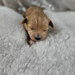 Cupid - Apricot male Maltipoo puppy in Tuscola, Illinois from Dream on puppies