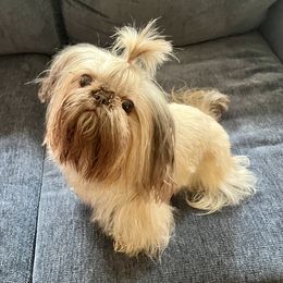 Fergie - Shih Tzu