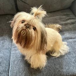Fergie - Shih Tzu