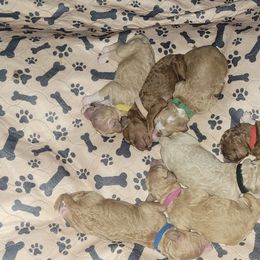 French Bulldog and Goldendoodle Puppies from Good Vibes Puppies
