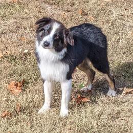 Barney - Australian Shepherd