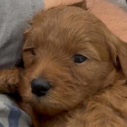 Medli - Apricot female Goldendoodle puppy in Mona, Utah from Hearts Full of Puppies