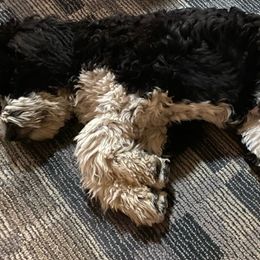 Aussiedoodle All Grown Up from Blu’s Aussiedoodles