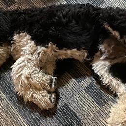 Aussiedoodle All Grown Up from Blu’s Aussiedoodles