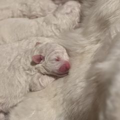 Christopher Robin - White Maremma Sheepdog puppy in Riverhead, New York from Sunny Shore Farms