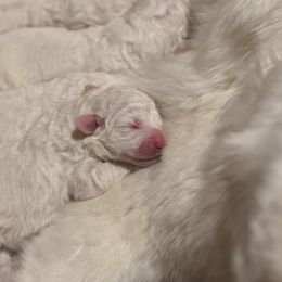 Christopher Robin - White Maremma Sheepdog puppy in Riverhead, New York from Sunny Shore Farms