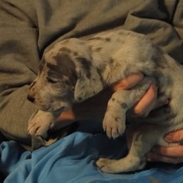 Cardigan Welsh Corgi and Great Dane Puppies from Red Oak Farm and Kennel