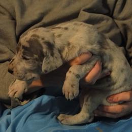 Cardigan Welsh Corgi and Great Dane Puppies from Red Oak Farm and Kennel